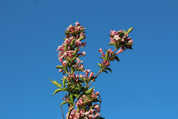 Branches of Weigela Florida Pink princess hardy deciduous shrub plant with rose pink tubular foxglove shaped blooming flowers mixed with dark ovate oblong with an acuminate tip and serrated margin