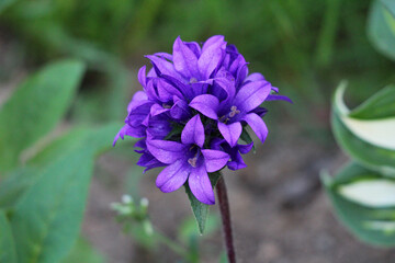 Danes blood or Campanula glomerata or Clustered bellflower perennial herbaceous flowering plant with inflorescence formed by sessile actinomorphic and hermaphrodite single flowers in terminal racemes 