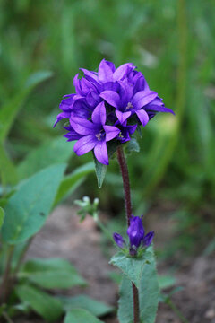 Danes blood or Campanula glomerata or Clustered bellflower perennial herbaceous flowering plant with inflorescence formed by sessile actinomorphic and hermaphrodite single flowers in terminal racemes 