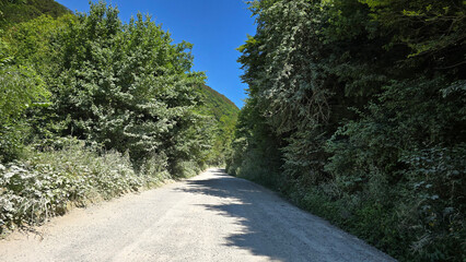 Well maintained winding countryside rural gravel dirt road leads through a lush green forest surrounded by tall trees on both sides with clear blue sky in background on warm sunny summer day