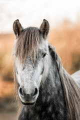 beautiful grey pony horse mare portrait with winter coat and long mane