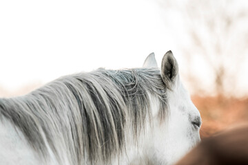 horse ear detail animal equine 