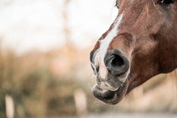 horse muzzle snout nose animal relax rension release