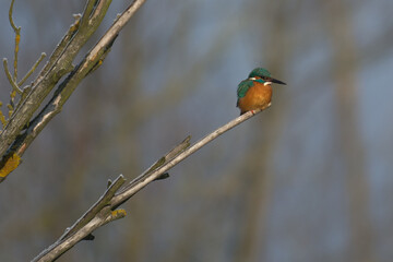 Zimorodek (Alcedo atthis)