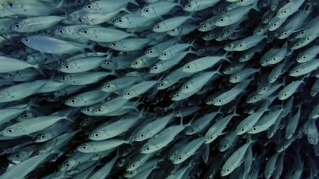 Dense shoal of Trachurus murphyi in Bonaire