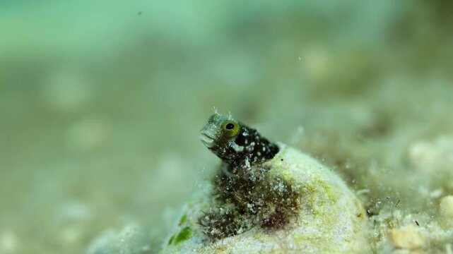 Spinyhead blenny peeking from its sandy habitat in Bonaire