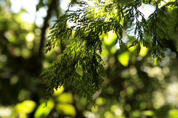Delicate leaf of a Fern in the Atlantic Forest in Brazil