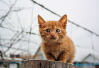 Portrait of a homeless, red-haired kitten, shivering with fear and cold. A red-haired kitten looks...