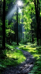 Fototapeta premium A path through a forest with sunlight shining through the trees