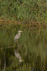 Great blue heron standing in the lake in the flemish countryside. Great blue heron standing in the water in Bourgoyen nature reserve, Ghent, Flanders, Belgium 