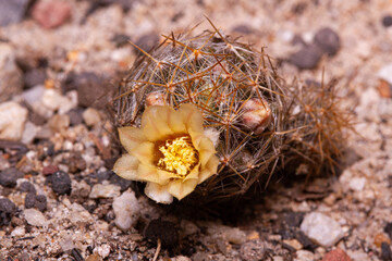 Naklejka premium Plant Cactus Flower Mammilaria prolifera