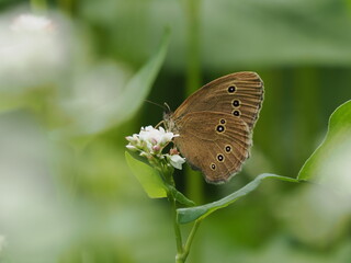 Obraz premium Motyl przestrojnik trawnik (Aphantopus hyperantus) na białym kwiatku