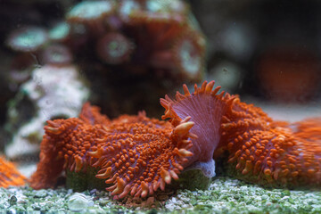 Orange and Green Mushroom Coral in Reef Tank or Aquarium Macro