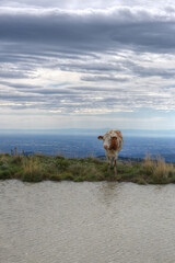 Cow standing next to a pool on a windy summer's day in the mountains.