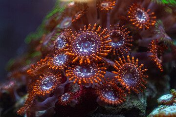 Zoanthus Coral in Reef Tank or Aquarium Macro