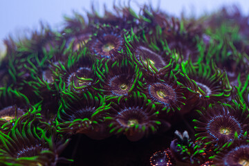 Naklejka premium Zoanthus Coral in Reef Tank or Aquarium Macro