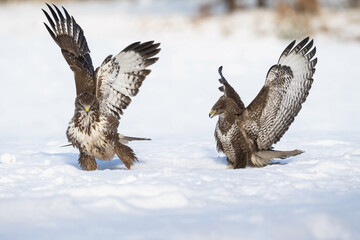 Two Common Buzzards (Buteo buteo) display impressive wing spreads on a snowy field, showcasing...