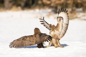 Two Common Buzzards (Buteo buteo) engage in an intense territorial battle in the snow, wings spread and talons ready, showcasing the raw power and instincts of these fierce raptors.