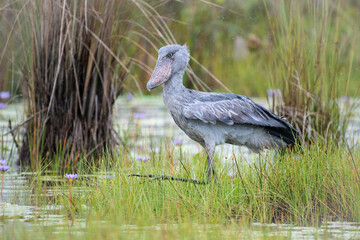 A Shoebill Stork (Balaeniceps rex) stands in a wetland, surrounded by tall grasses and purple water...
