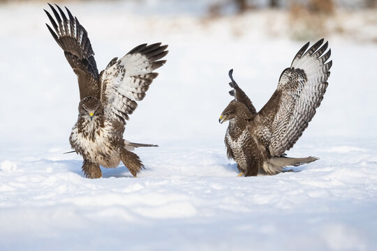 Two Common Buzzards (Buteo buteo) display impressive wing spreads on a snowy field, showcasing their natural strength and elegance in a captivating winter scene.