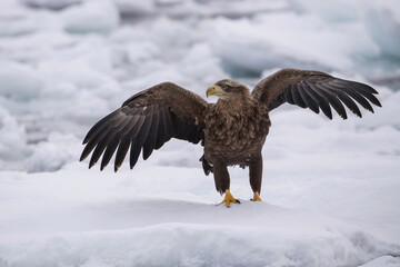 Magnificent White-tailed Eagle (Haliaeetus albicilla) with wings spread wide, standing proudly on an icy landscape. This powerful raptor showcases its grandeur amidst the wintery Arctic environment.