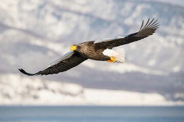 Majestic Steller's Sea Eagle (Haliaeetus pelagicus) in Flight over Frozen Landscape – Stunning Arctic Wildlife