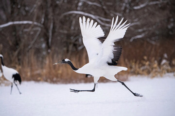 Red-crowned Crane (Grus japonensis) energetically running on snow with wings raised