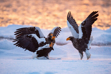 Majestic Steller's Sea Eagles (Haliaeetus pelagicus) engaging in dynamic interaction on snow-covered ground, backlit by a golden sunset, showcasing their powerful wingspan and striking features