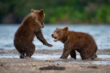 Fototapeta premium Playful Brown Bear Cubs (Ursus arctos) engaging in a spirited interaction by the river, their wet fur shimmering in the sunlight, showcasing the innocence and energy of their youth.