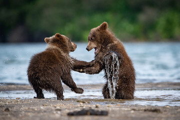Playful Kodiak Bear Cubs (Ursus arctos middendorffi) Engaged in a Spirited Splashing Duel Along a...