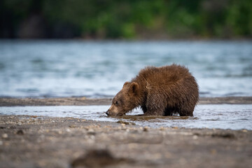 Curious Kodiak Bear Cub (Ursus arctos middendorffi) Sniffing the Shallow Waters of an Alaskan Riverbank, Capturing the Essence of Innocent Exploration in a Pristine Wilderness Setting © Petr Šimon