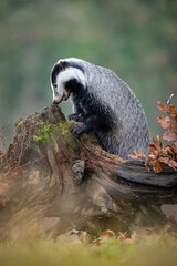European Badger (Meles meles) Investigating a Moss-Covered Log in a Serene Woodland Scene © Petr Šimon