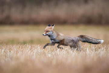 Graceful Red Fox (Vulpes vulpes) leaping through tall grass in a tranquil meadow, embodying its agility and grace.