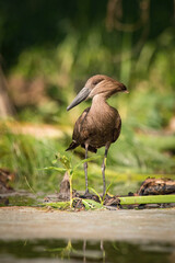 Hamerkop(Scopus umbretta), standing on a patch of green in standing water, with his magnificent pose and a beautiful beak.