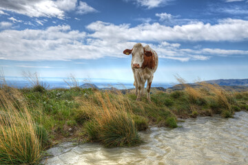 Cow standing next to a pool on a windy summer's day in the mountains.