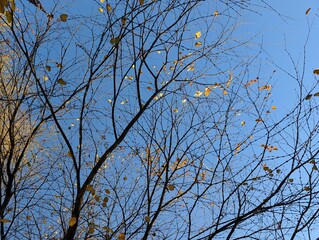 Obraz premium Branches of Cercidiphyllum japonicum in the autumn. Autumn leaves background