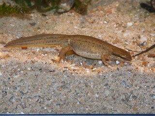 Close-up on a male European Palmate newt, Lissotriton helveticus underwater