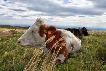 Sleepy young cow relaxes laying in long grass in an Alpine meadow