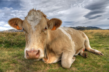 Close-up portrait of a young cow sitting in an Alpine meadow.