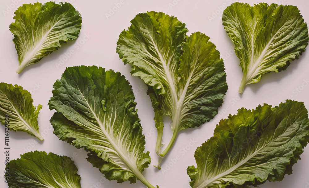 Poster bunch of green lettuce leaves are arranged in a row. the leaves are all different sizes and shapes