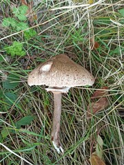 Parasol mushroom Macrolepiota procera in the grass in autumn closeup