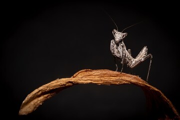 Close-up of a mantis perched on a curved leaf. The mantis is sharply focused against a dark...
