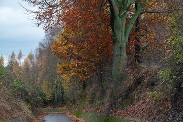 peaceful autumn landscape with a wet country road and beautiful tree with orange leaves