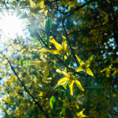 Sun shining through vibrant yellow forsythia flower in full bloom in April in Poland