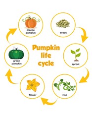 Life cycle of a pumpkin, education poster
