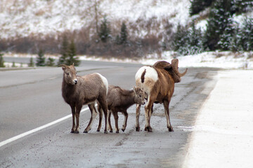 Obraz premium family of bighorn sheep standing along HWY 93 outside of Jasper Alberta Canada in winter