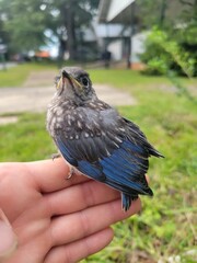 Injured blue jay fledgling bird in a person's hand