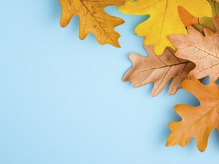 Fototapeta premium Autumn colors of oak species highlighting vibrant foliage transformation
