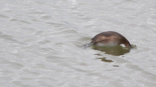A little grebe (Tachybaptus ruficollis) also known as dabchick in winter plumage diving