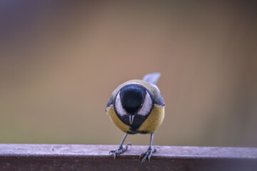 Curious Great Tit in a Garden Close-up